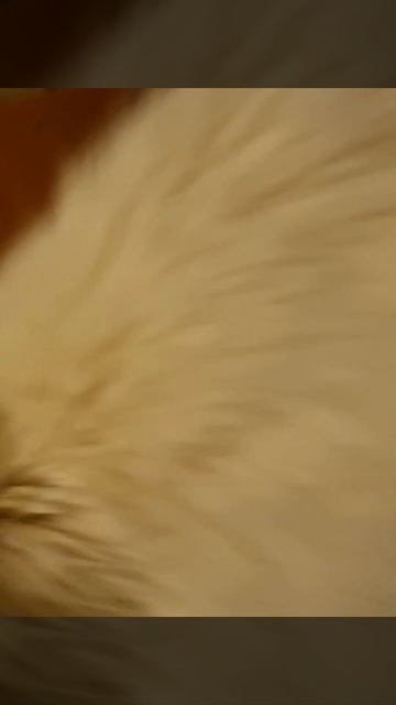 Осиротели 30 кошек(                                               В Москве умер турецкий волонтер!