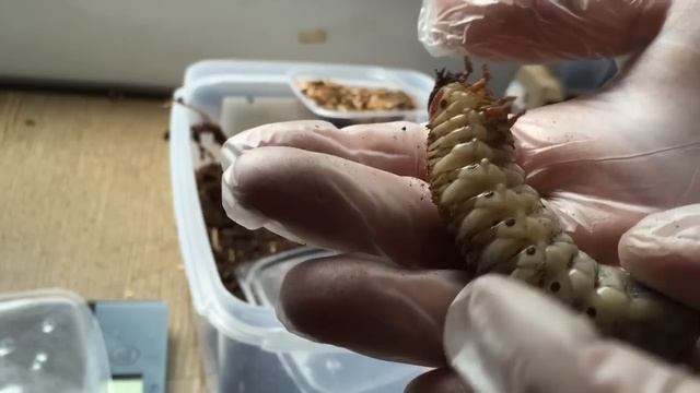 Geschlechtsbestimmung - Rosenkäfer смотреть онлайн