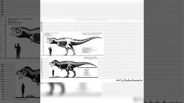 Tyrannosaurus Rex Compared To Zhuchengtyrannus