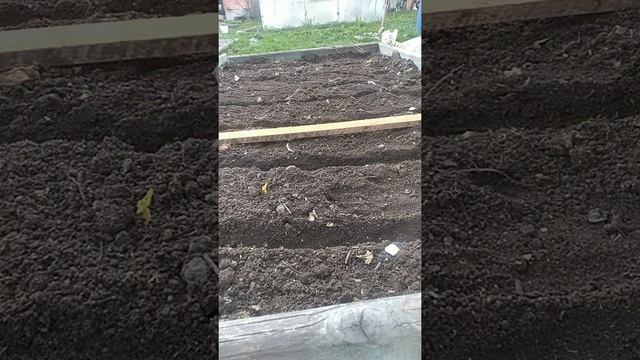 сажаю капусту, морковь смотреть онлайн