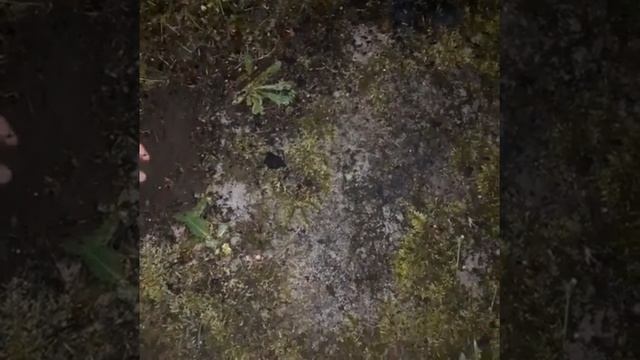 Семена чая смотреть онлайн