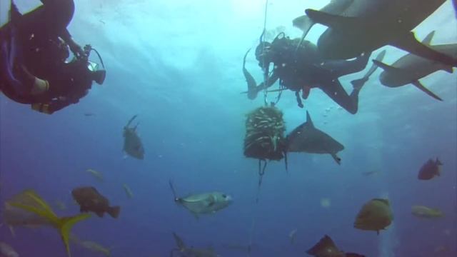 Shark Feeding Frenzy Bahamas