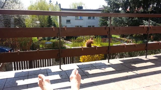 Moja wiewiorka смотреть онлайн