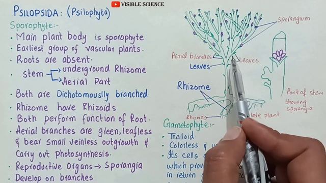 Psilopsida class 11 | psilopsida characteristics class 11 смотреть онлайн