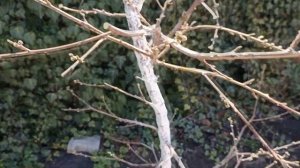 Как я обрезаю персик весной. Поздняя весенняя обрезка персика с нормировкой урожая.