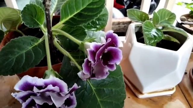 Purple Gloxinia blooming again...#gloxinia #urbangarden смотреть онлайн