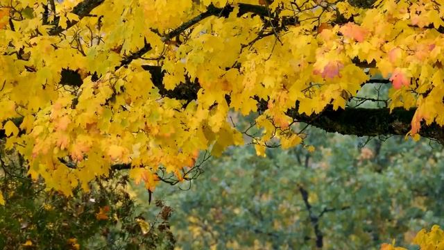 Autumn Leaves In Tokyo Japan || PREAPARED BY DRONE CAP || смотреть онлайн