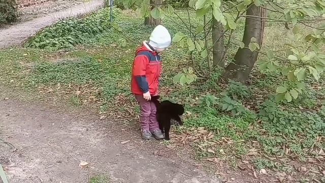 Кошки в парке! 🐾 Cat!