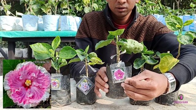 নতুন বছরের শুরুতেই "New Year Special Combo Offer" শুধুমাত্র ট্রপিক্যাল হিবিস্কাসের উপরে । #hibiscus смотреть онлайн