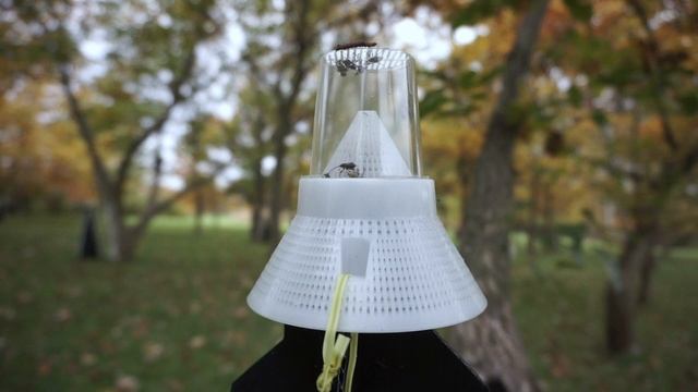 Integrated Pest Management strategies for Chestnut Weevils смотреть онлайн