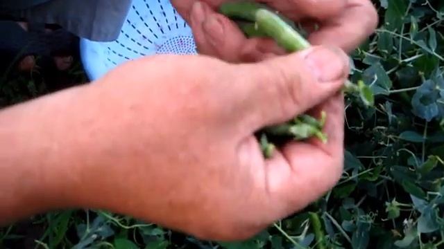 Горох СОЗРЕЛ и мы его ПРОСТО КУШАЕМ смотреть онлайн