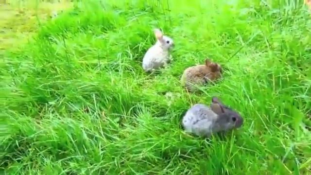 На світанку - Кристина и Даниэлла