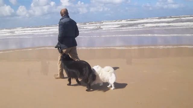 olanda2012- autrice foto e filmato Delia Smit Bonazzoli смотреть онлайн