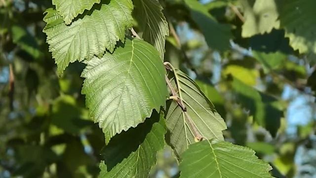 Alnus incana смотреть онлайн