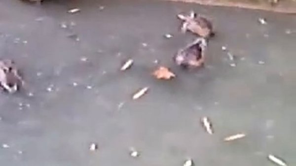 Сочинский дендрарий 004