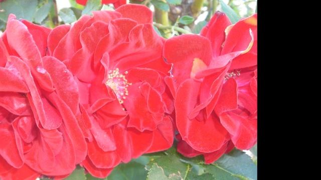 Notre Jardin..HD..WMV смотреть онлайн