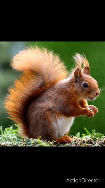 #cute squirrel# क्यूट गिलहरी # смотреть онлайн