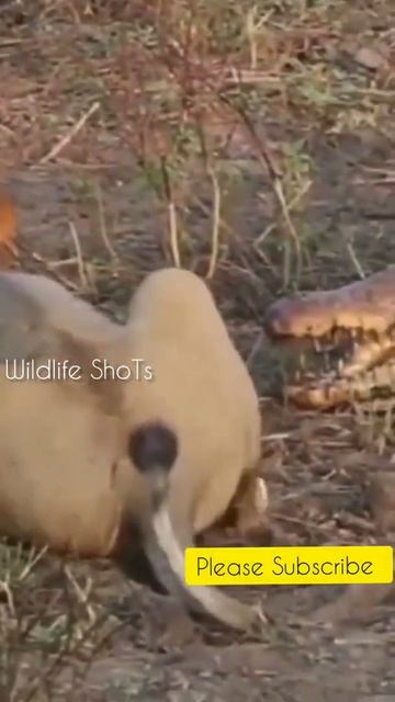 Lions Vs Crocodiles | #shorts #wildlifeshoTs смотреть онлайн