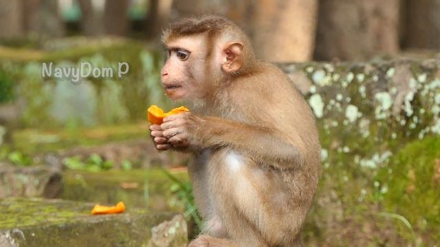 Delicious! Bring a lot of papaya to all monkeys, Sovana & others are very enjoy to eating. смотреть онлайн