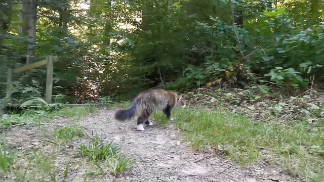 Norwegian Forest Cat: With Smilla To The Dancing Butterflies