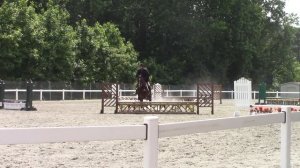 Harwich Attila 2009 Lippitt Morgan Stallion