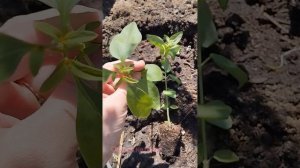 Львиный зев - высадка рассады в открытый грунт 🌺🌱