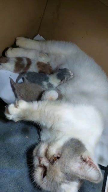 New Born Baby #cutecat #funnycats #cat #munchkin #pencintakucing