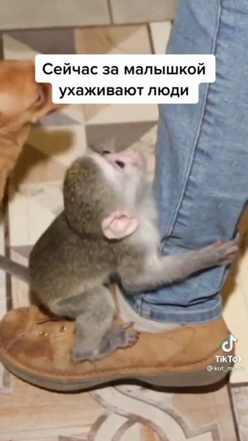 люди спасли детеныша смотреть онлайн