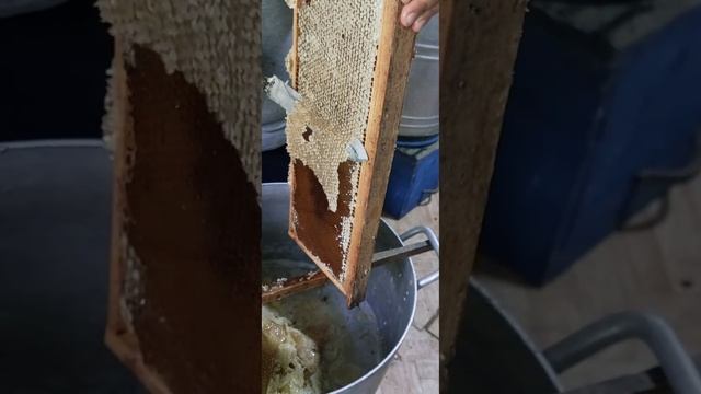 Башкирский липовый мёд. #медосбор2022 #Дюртюлимёд смотреть онлайн