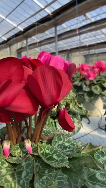 シクラメン　パステルディープレッド　さかもと園芸 смотреть онлайн