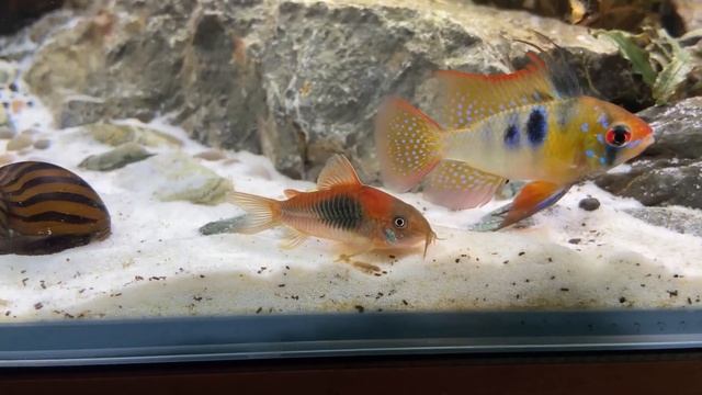 70L Dennerle Scapers Tank Freshwater Reef Complete Series