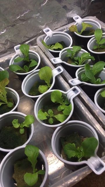 🥬🥬🥬Грядка дома без земли🤪🤪🤪 #plant #hydroponics #gardening #vegetable смотреть онлайн