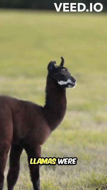 Llama - The Gentle High-Altitude Companion