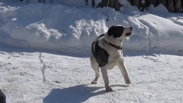 Страж Сибири Пинк 2 смотреть онлайн