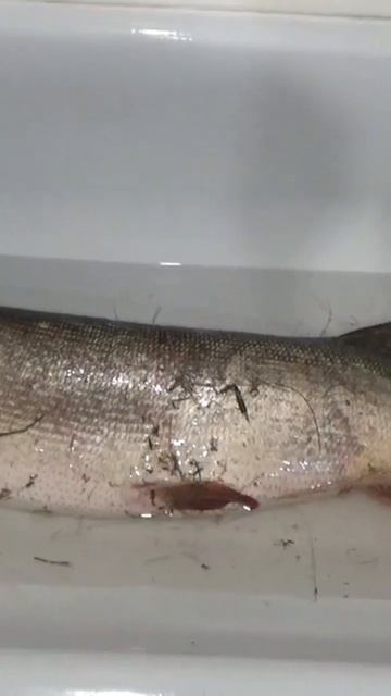 Акула #отдых #рыбалка #щука смотреть онлайн