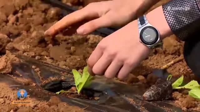 Vanrik Agro Group -Planting China Cabbage in Guria region of Georgia смотреть онлайн