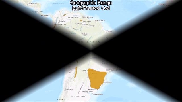 All Forest Owl Species (Genus Aegolius) - All Owl Species Part.3 - Species List