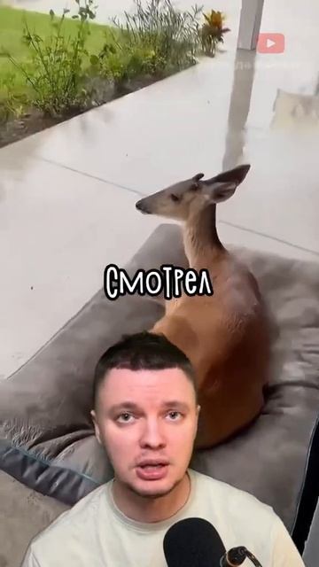 Благодарность оленей🔥 #shortvideo #shorts #short #shots #олени #олень #смех #страх #уважение