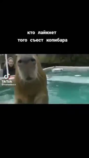 А вы любите капибар? смотреть онлайн
