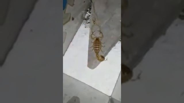Mating Leiurus quinquestriatus scorpion (Death Stalker) смотреть онлайн