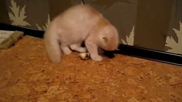 Funny kitten highland fold. Хайленд фолд. Дункан Маклауд Scottish fold смотреть онлайн