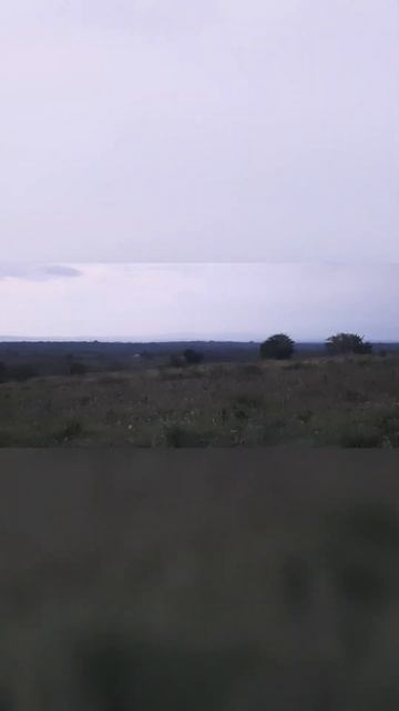 Caiu Um Anu-branco Na Arapuca, Interior, Natureza, Mato, Roça!