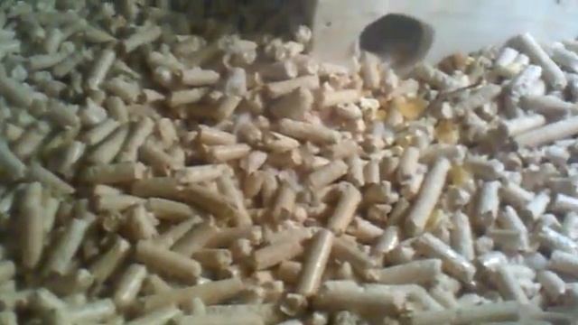 хомяк К. 01 смотреть онлайн