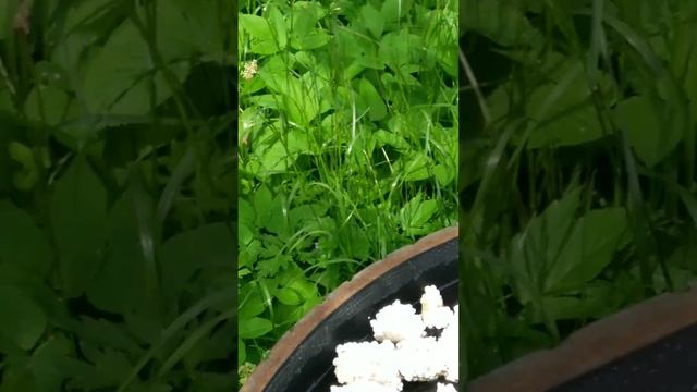 Поїлка для бджіл номер два... смотреть онлайн