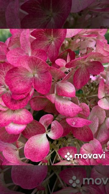 Готензии!!! смотреть онлайн