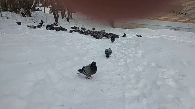 Голуби . Жесть . Это нечто страшно было смотреть онлайн