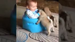 Собаки И Малыши #собачки