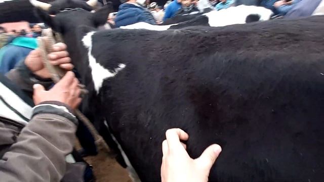 Молбозор хучанд нархи молхои оча бача ва моли дучон 5 март лайк и подписатся от вас дорогие друзья смотреть онлайн