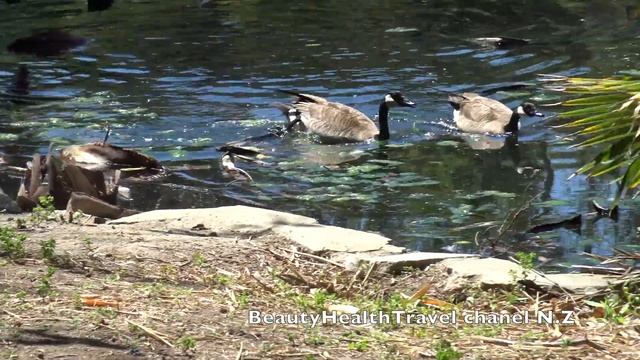 .Ducks And Geese: Baby Duck, Sounds, Swimming