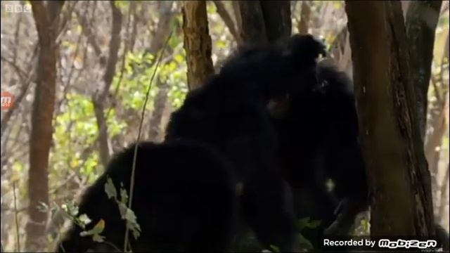 Monkey penis show off смотреть онлайн